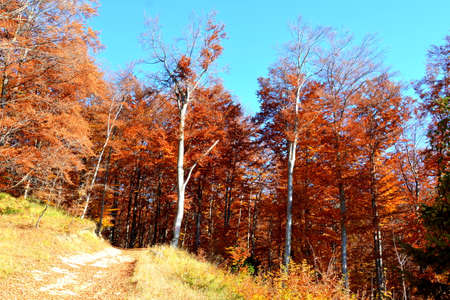 Autumn in the Alpstein mountain range and in the Rhine valley (Rheintal) - Canton of St. Gallen, Switzerlandの写真素材