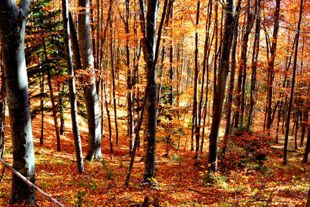 Autumn in the forest. Autumn in the forest. Beautiful autumn forest.の写真素材