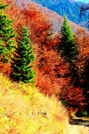 Autumn forest in the mountains. Colorful forest in autumn.の写真素材