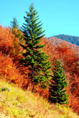 Pine trees in the autumn forest on the slopes of the mountainsの写真素材