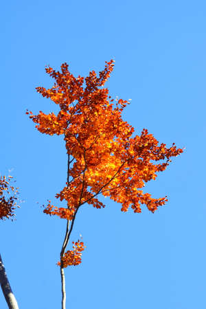 Autumn leaves on a tree against blue sky, close-upの写真素材