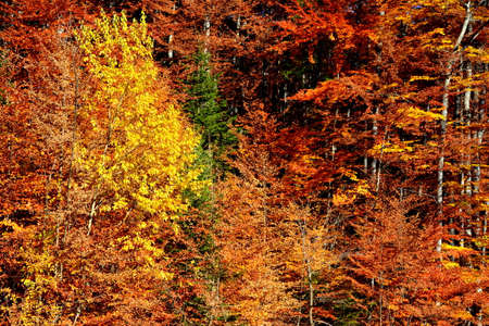 Autumn forest in the mountains. Colorful trees in autumn forest.の写真素材