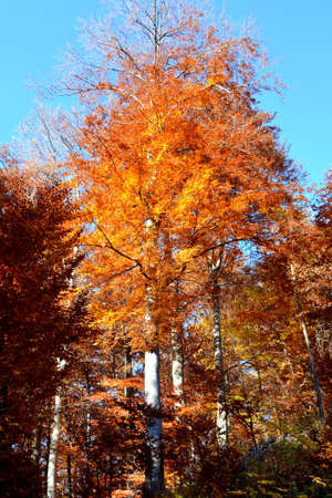 Trees in the autumn forest on a sunny day with a blue skyの写真素材