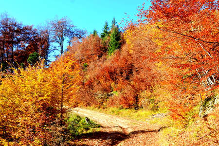 Autumn in the forests of the Alpstein mountain range and in the Rhine valley (Rheintal) - Canton of St. Gallen, Switzerlandの写真素材