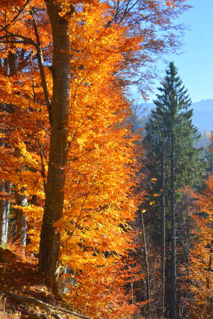 Autumn in the alps of Friuli Venezia-Giulia, Italyの写真素材