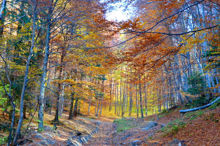 Autumn forest in the mountains. Colorful forest in autumn.の写真素材