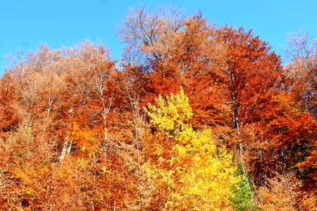 Autumn forest in the mountains on a sunny day. Colorful trees.の写真素材