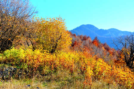 Autumn landscape in the mountains. Colorful foliage in the mountains.の写真素材