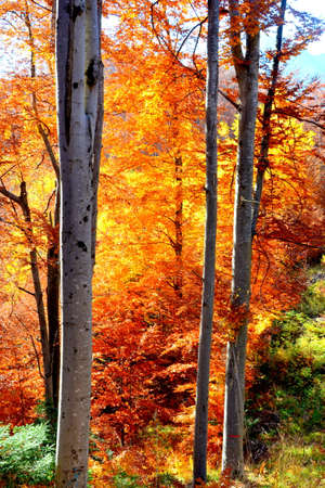 Autumn forest in the Pyrenees, Huesca, Aragon, Spain.の写真素材