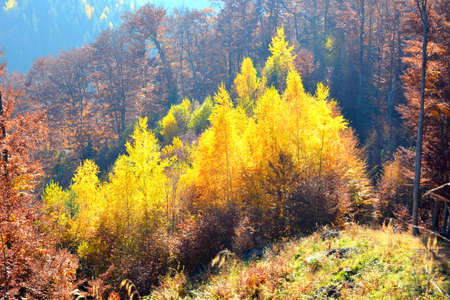 Autumn forest in the mountains. Colorful forest in autumn.の写真素材
