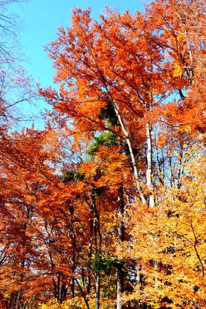 Autumn leaves in the forest. Colorful foliage in the forest.の写真素材