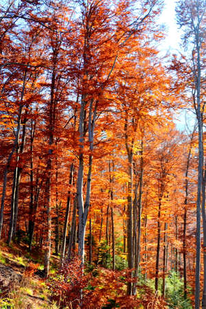 Autumnal forest in the mountains. Colorful autumn forest.の写真素材