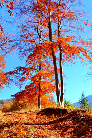Autumn leaves on the slopes of the Alpstein mountain range and in the Rhine valley (Rheintal) - Canton of St. Gallen, Switzerlandの写真素材