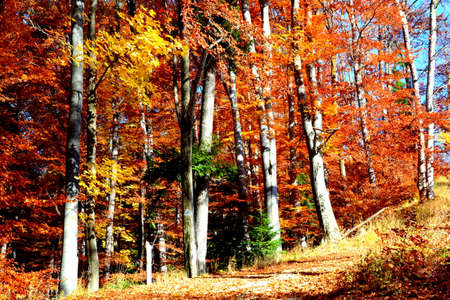 Autumn forest in the mountains, photo as a background, digital imageの写真素材