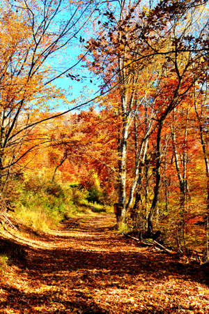 Autumn landscape with a path in the forest. Colorful foliage.の写真素材
