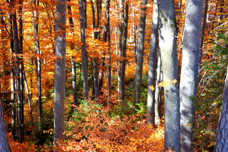 Autumn in the forest. The colors of autumn in the forest.の写真素材