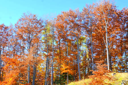 Autumn leaves on the background of the blue sky and the forestの写真素材