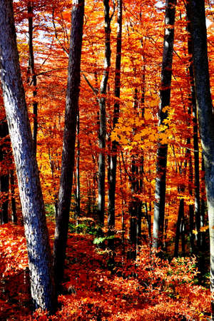 autumn leaves in the forest, fall season, fall season backgroundの写真素材