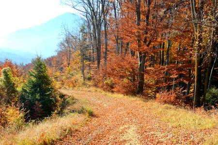 Autumnal forest in the mountains of the Transylvania region, Romaniaの写真素材