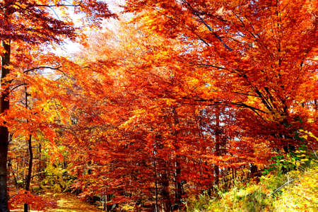 Autumn forest in the mountains. Colorful foliage in the forest.の写真素材