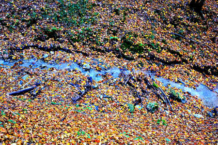 Autumn leaves on the ground in the forest, close-upの写真素材