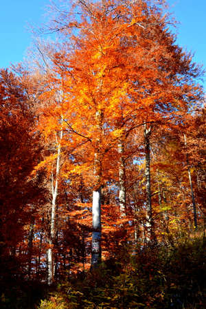 Autumn forest on a sunny day. Colorful autumn trees.の写真素材