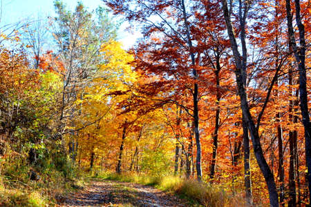 Autumn in the forest. Colorful foliage in the forest.の写真素材