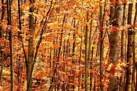 Beech forest in autumn, close-up. Autumn background.の写真素材
