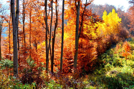 Autumn forest in the mountains. Colorful forest in autumn.の写真素材