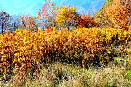 Beautiful autumnal landscape in the mountains. Colorful foliage in the mountains.の写真素材