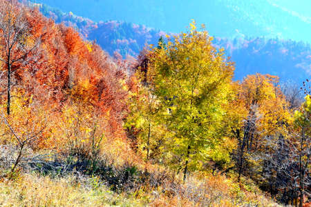 Autumn landscape in the mountains. Colorful forest in the fall.の写真素材