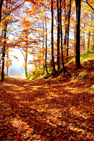 Autumn forest with fallen leaves and sunbeams on the groundの写真素材