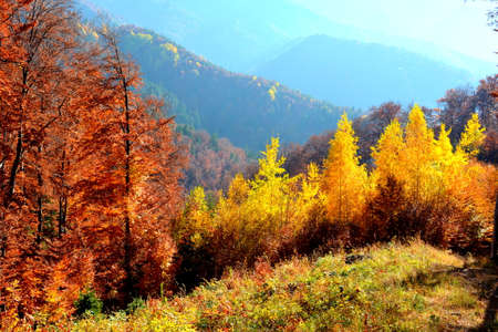 Colorful autumn forest on the slopes of the Carpathian Mountainsの写真素材