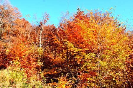 Autumn in the forest. Colorful foliage on the trees.の写真素材
