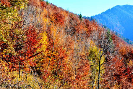 Colorful autumn forest in the mountains. Colorful forest in autumn.の写真素材
