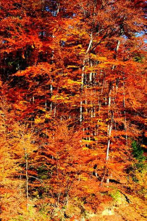 Autumn forest on the slopes of the Alpstein mountain range and in the Rhine valley (Rheintal) - Canton of St. Gallen, Switzerlandの写真素材