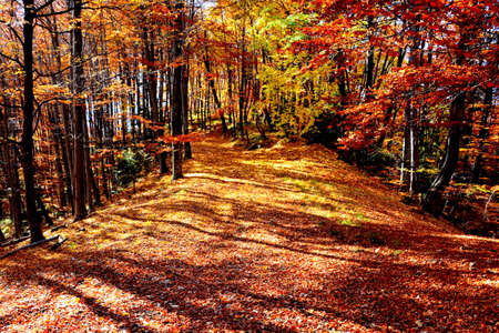 Autumn forest with fallen leaves and path in sunny day. Beautiful nature background.の写真素材