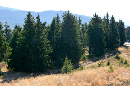 Pine trees on the hillside in the Carpathian mountainsの写真素材