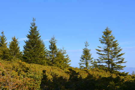 Pine trees on the top of a mountain with blue sky backgroundの写真素材