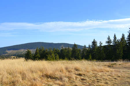Meadow in the Carpathian Mountains. Ukraine, Europeの写真素材