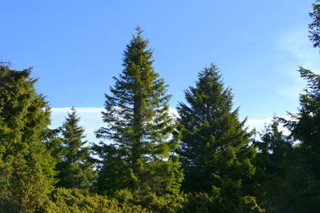 Pine trees on the background of the blue sky and clouds.の写真素材