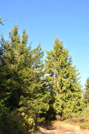 Pine trees in the forest on a sunny day. High quality photoの写真素材