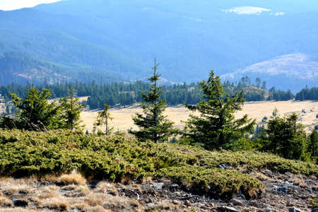 Pine trees on the slope of the Carpathian Mountains, Ukraineの写真素材