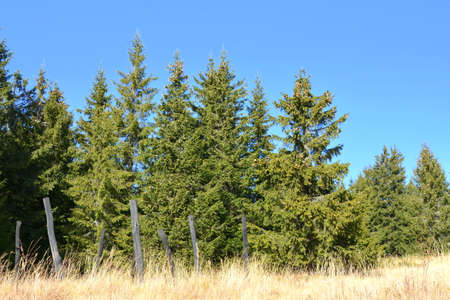 Pine trees in a meadow on the background of blue skyの写真素材