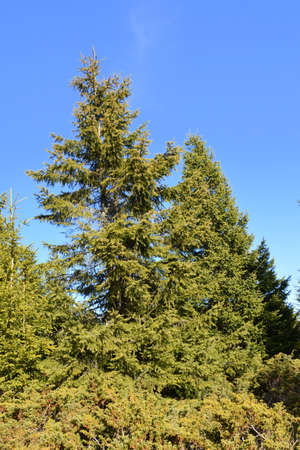 Pine trees in the forest on a background of blue sky.の写真素材