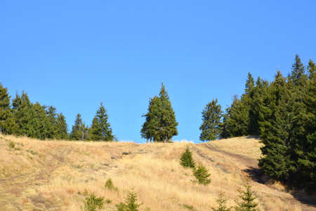 Mountain landscape with coniferous forest on the slope against the blue sky