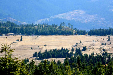 Mountain landscape with coniferous forest and meadow in summerの写真素材