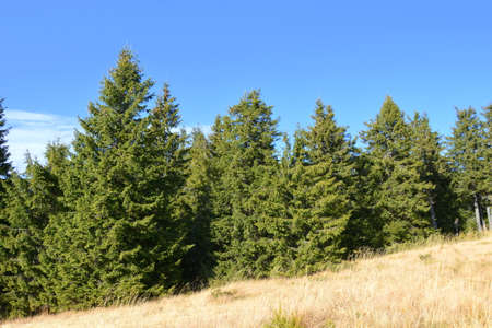 Pine trees on the hillside with blue sky in the backgroundの写真素材