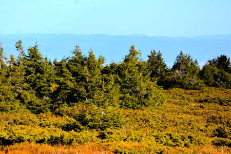 Autumn in the high alpine meadows of the Carpathiansの写真素材