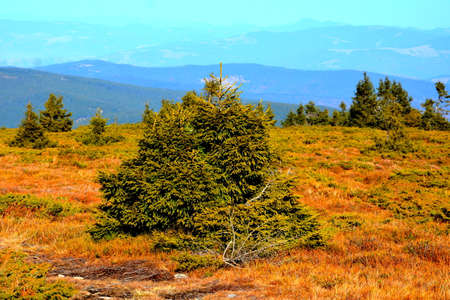 Pine trees on the top of the Carpathian Mountains.の写真素材